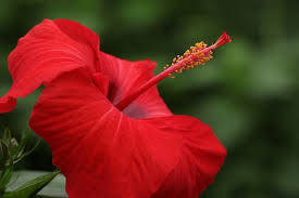 What Are the Benefits of Hibiscus Oil for Skin and Hair?